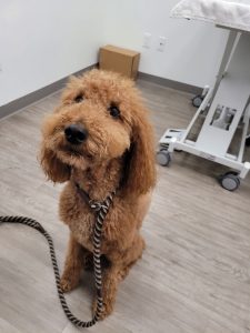 dog at animal hospital