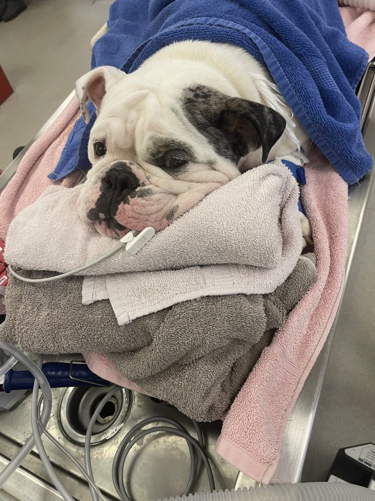 English Bulldog Puppy Is Rushed To Advanced Veterinary Care Center 